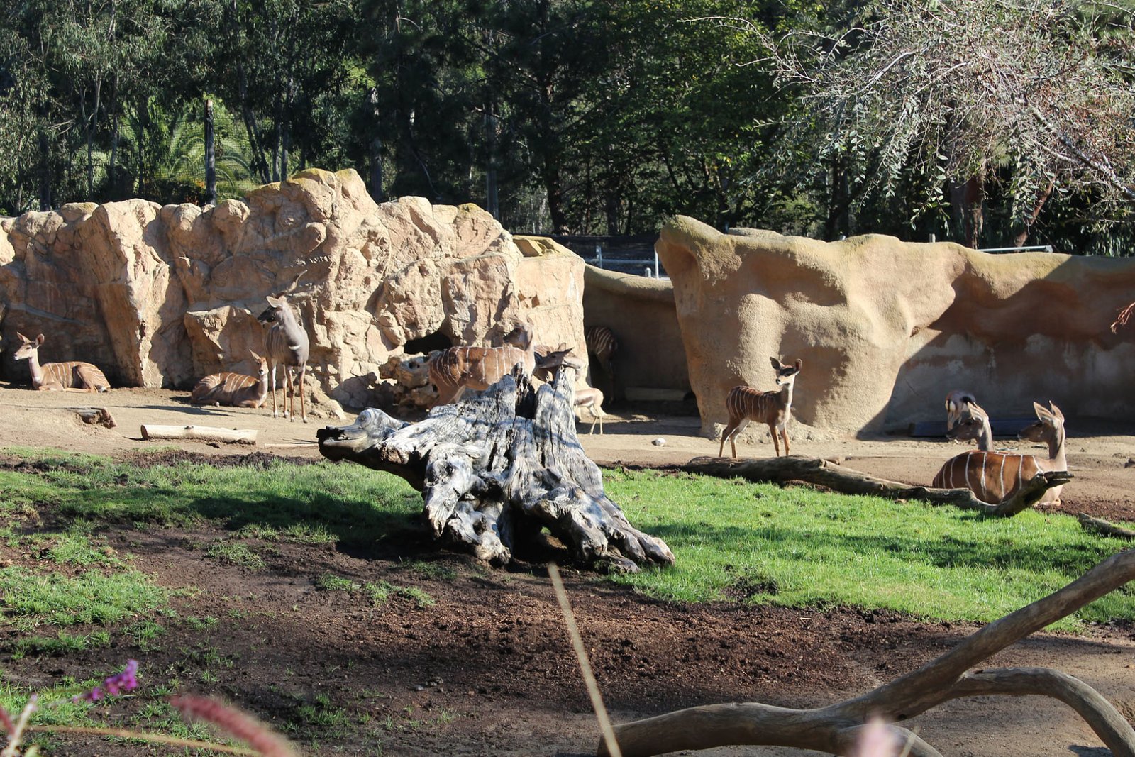 San Diego Zoo Part II 059